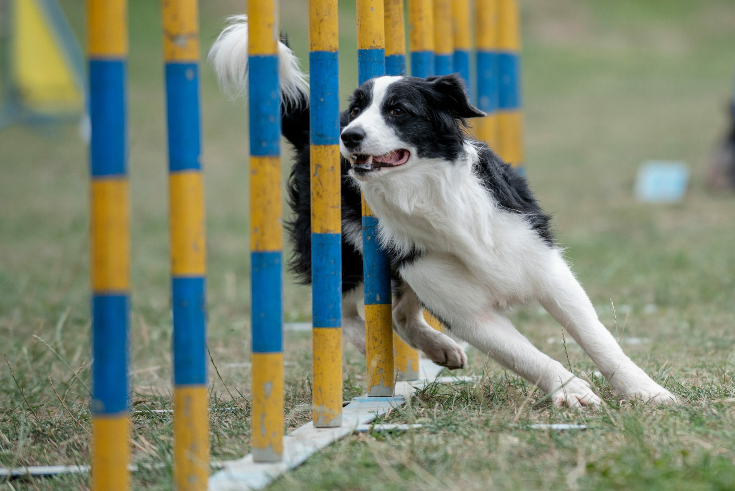 Border,Collie,Running,Through,The,Weaves,In,The,Agility,Course